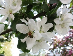 Apple Tree, Bloom, Park, Summer, White, flower, white color thumbnail