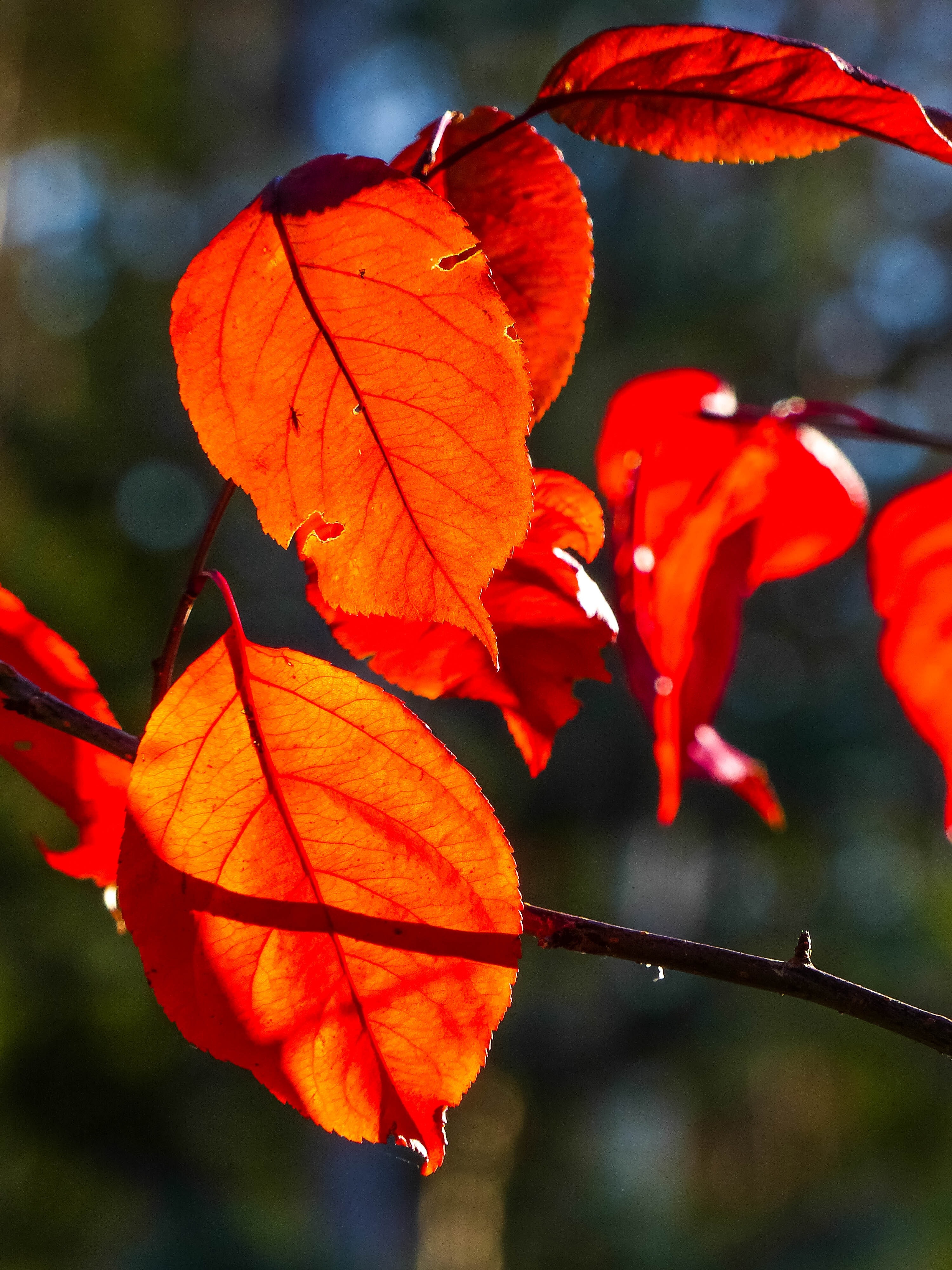 orange leaves