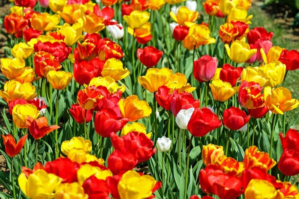red and yellow petaled flowers preview