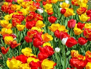 red and yellow petaled flowers thumbnail
