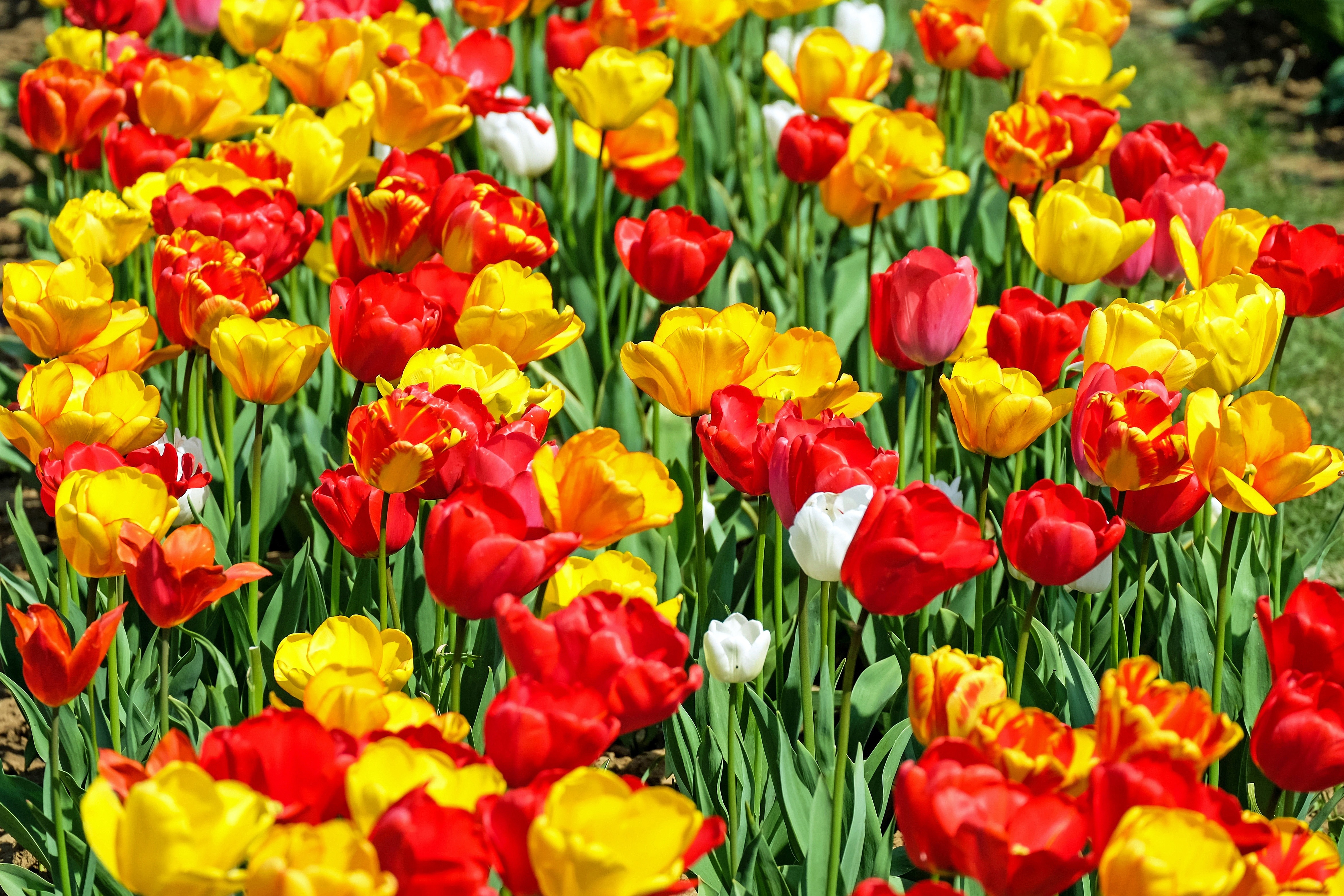 red and yellow petaled flowers