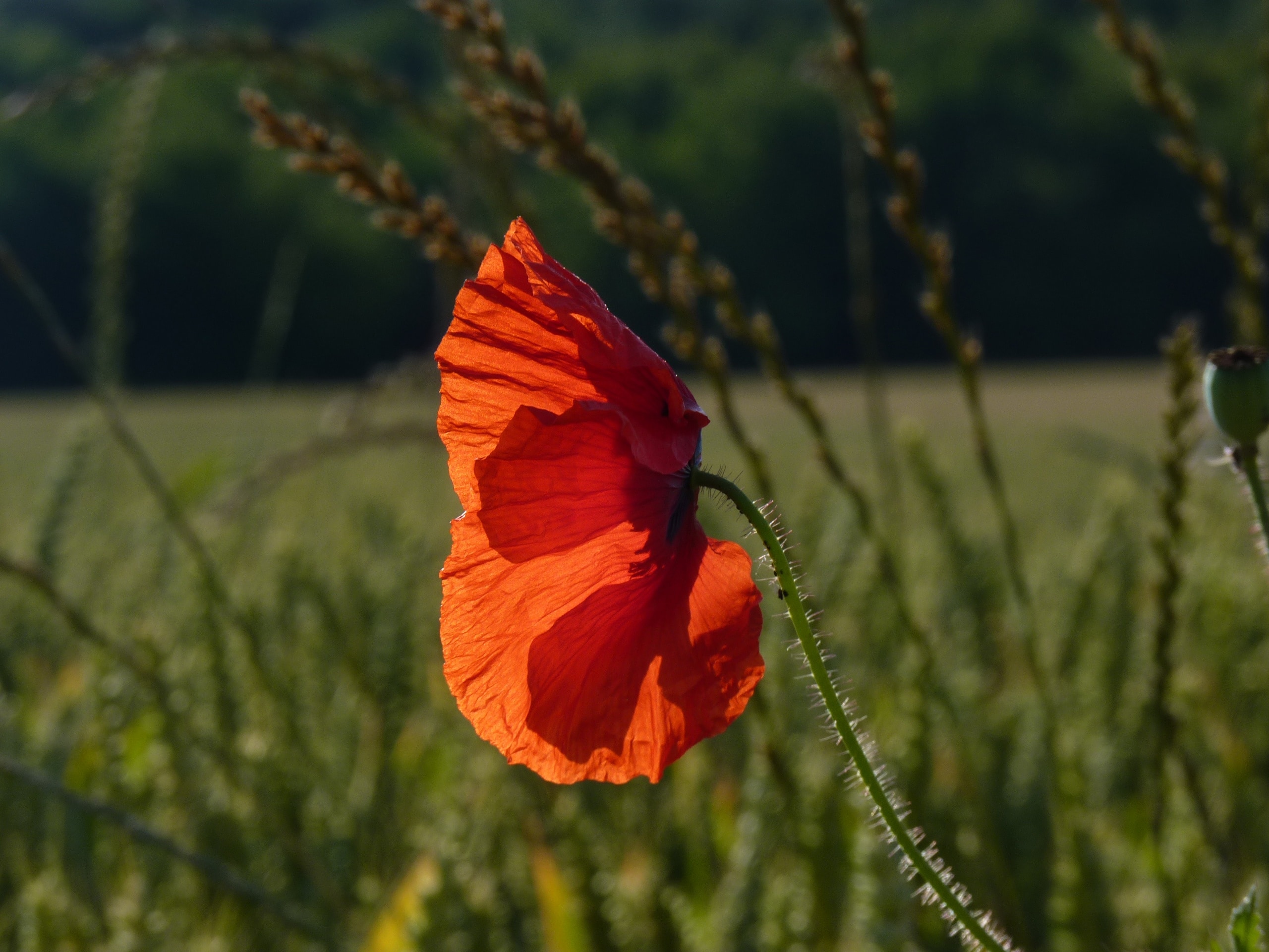 Red summer фото