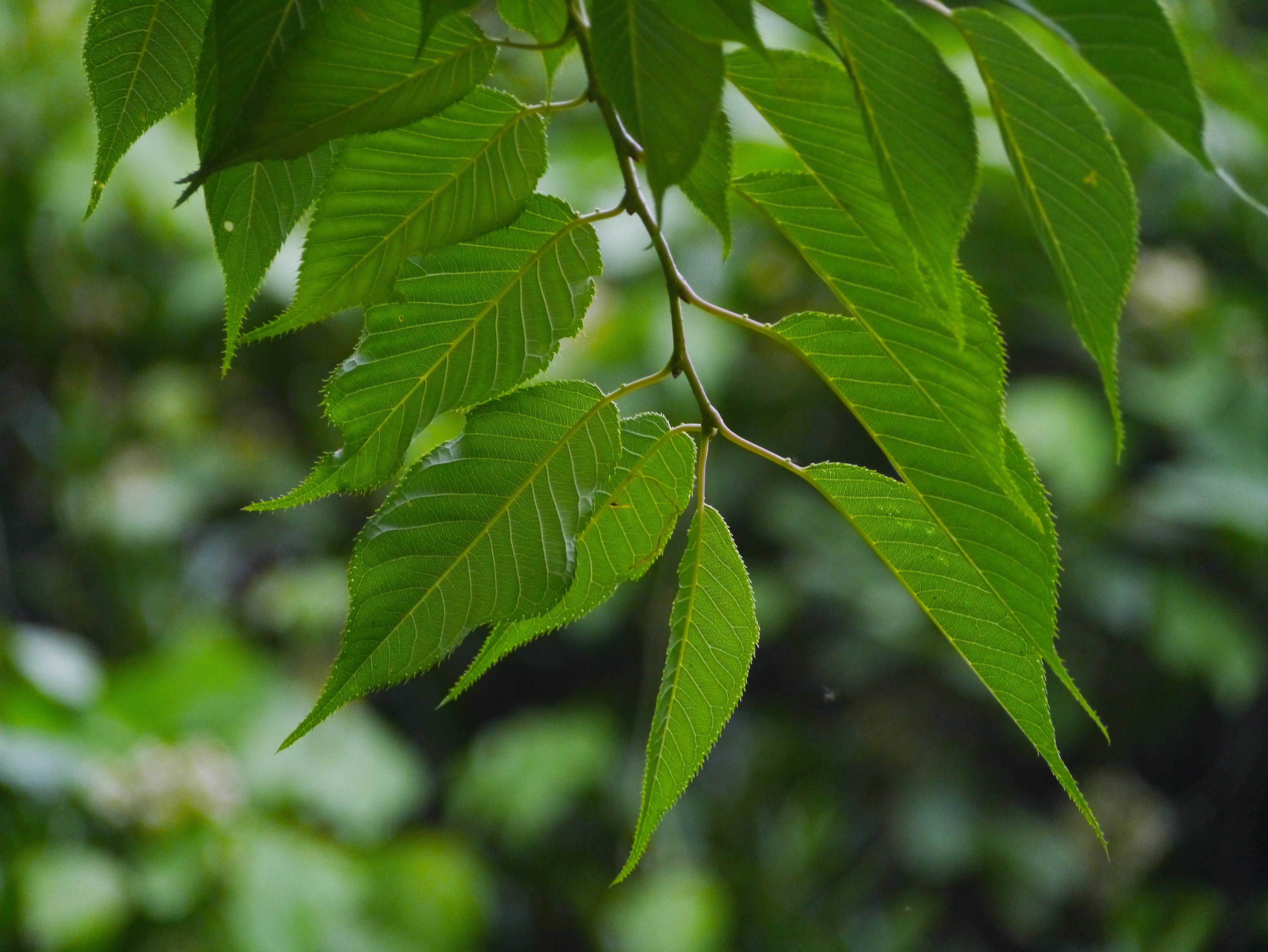 green leaf tree