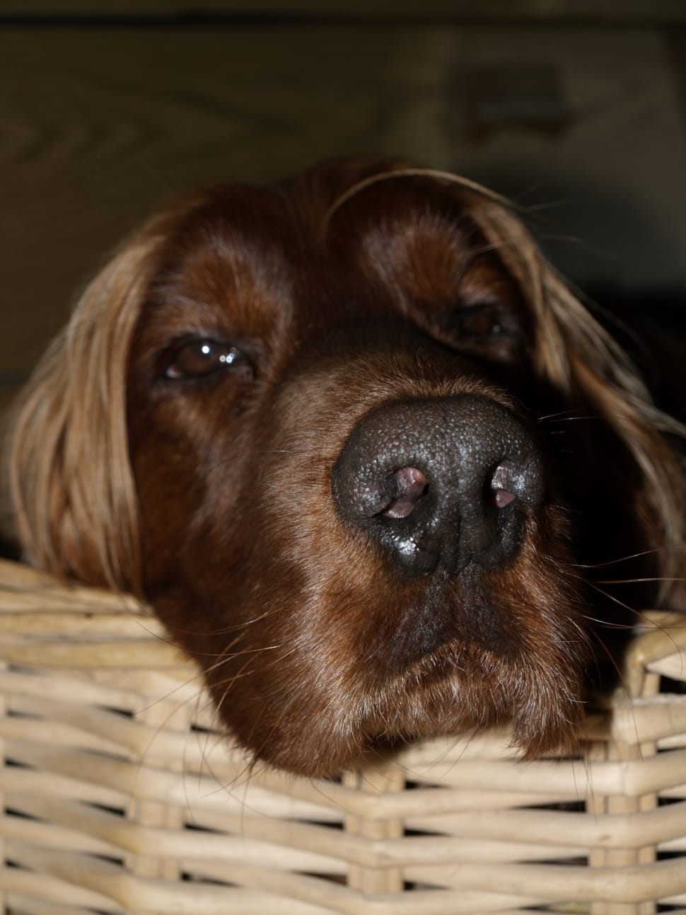 german longhaired pointer lying on brown wicker pet bed preview