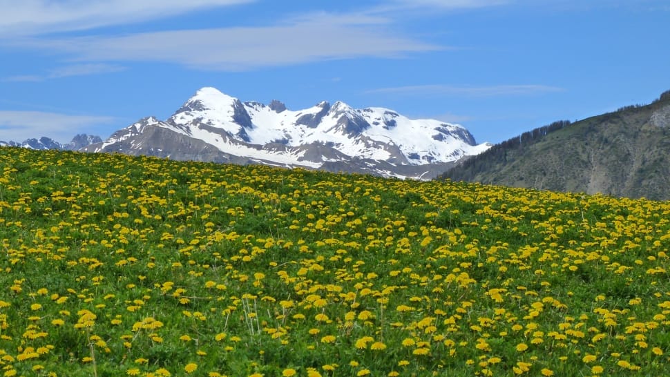snow covered mountain facing field yellow petaled flowers during daytime preview
