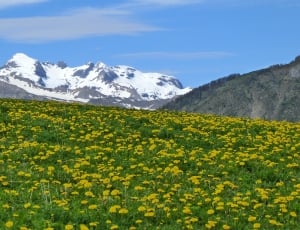 snow covered mountain facing field yellow petaled flowers during daytime thumbnail
