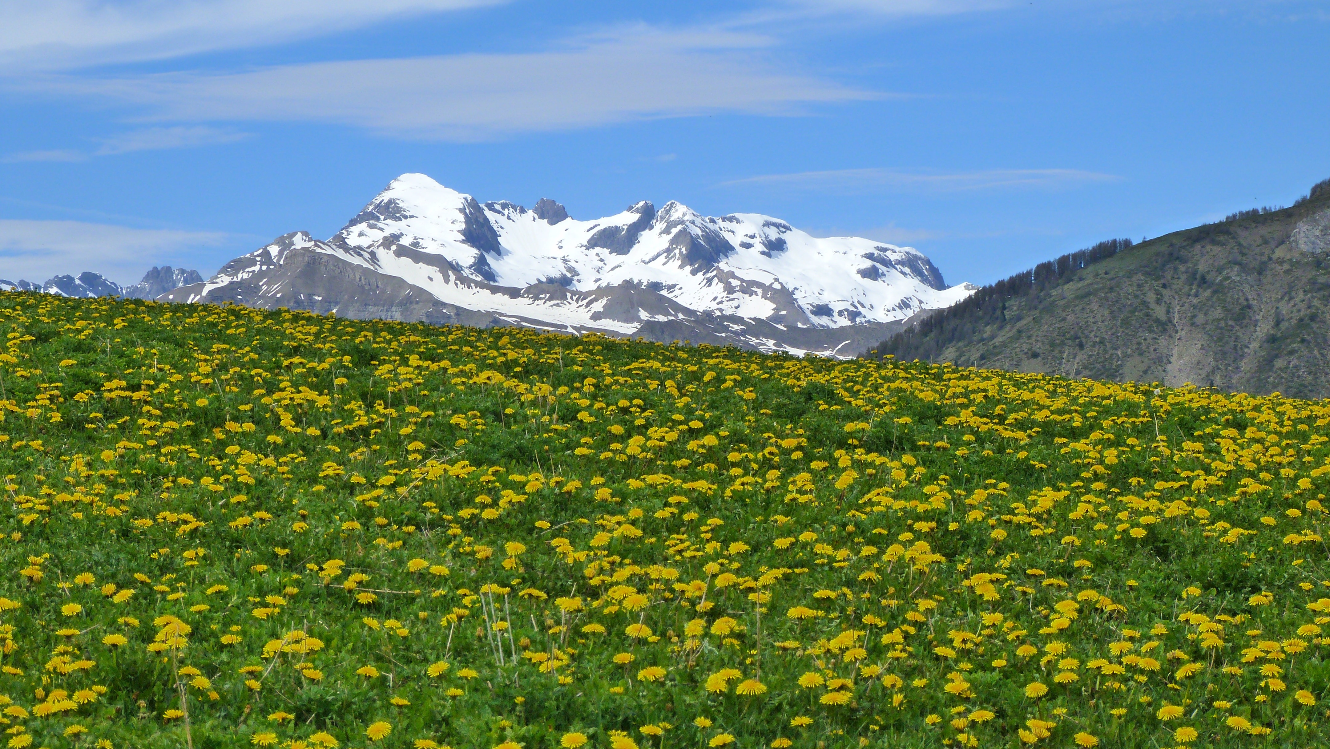 snow covered mountain facing field yellow petaled flowers during daytime