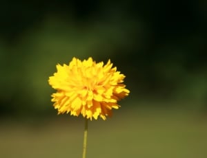 yellow flower focus photography thumbnail