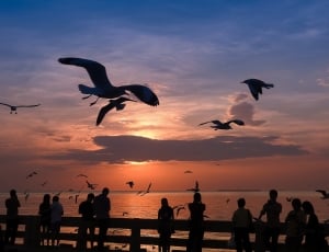 silhouette of people and bird thumbnail