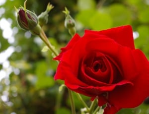 Red Rose, Rose, Bloom, Blossom, flower, red thumbnail
