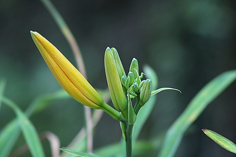 yellow bud flower preview