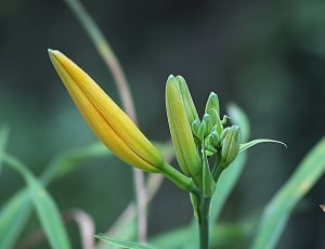 yellow bud flower thumbnail