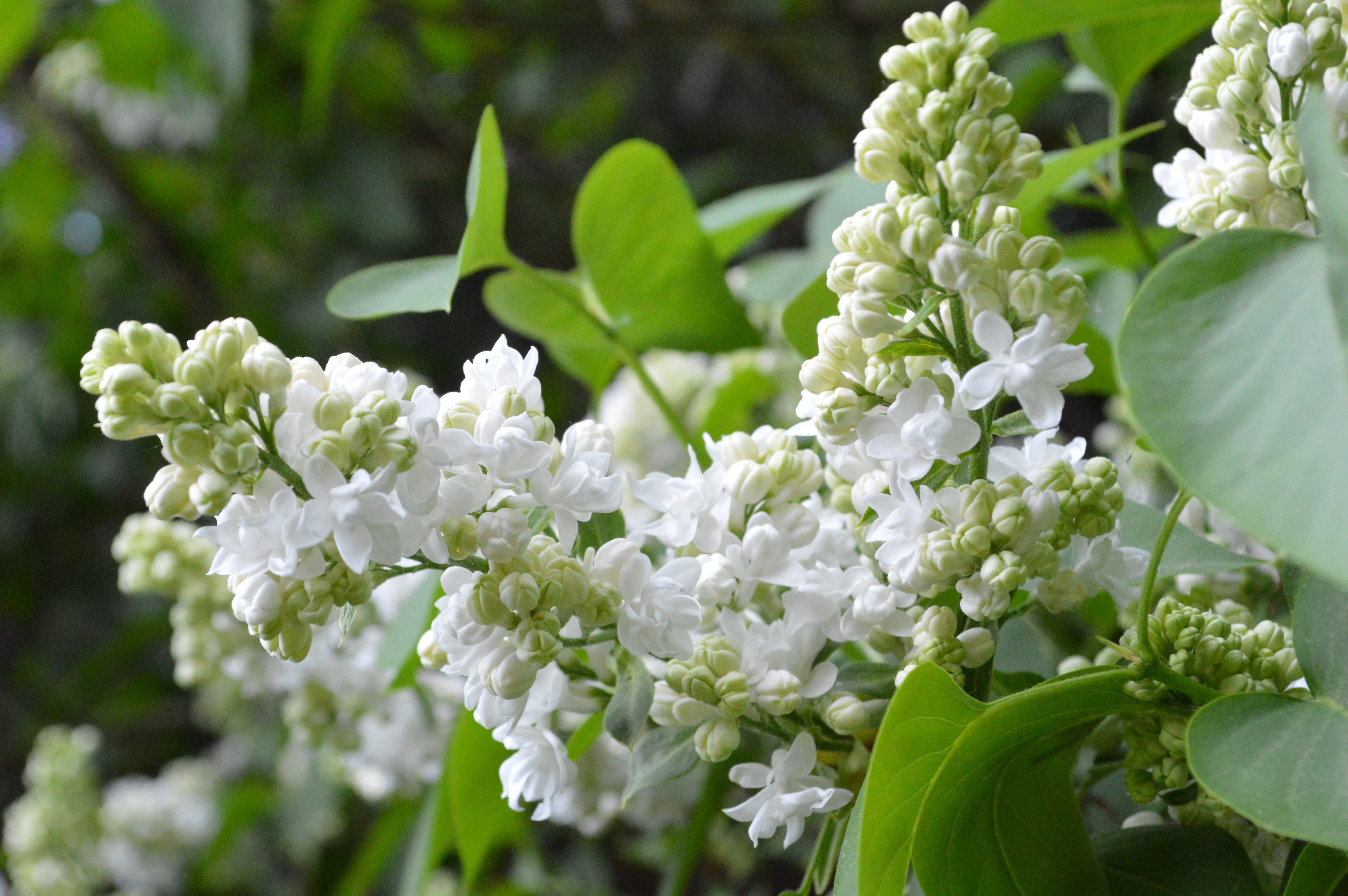 white flowered green leafed plant