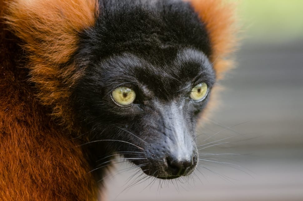 Red ruffed lemur preview
