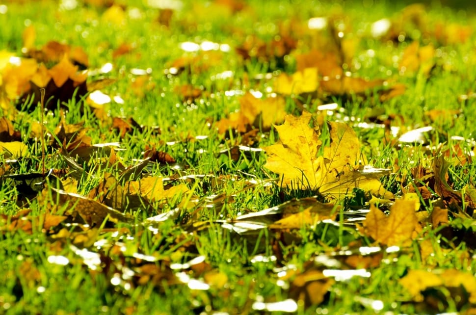 yellow autumn leaves preview