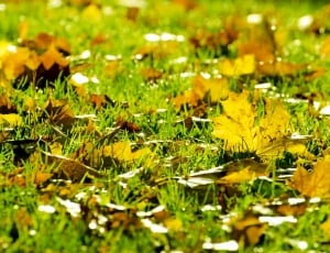 yellow autumn leaves thumbnail