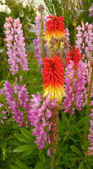 red yellow and pink flowers thumbnail