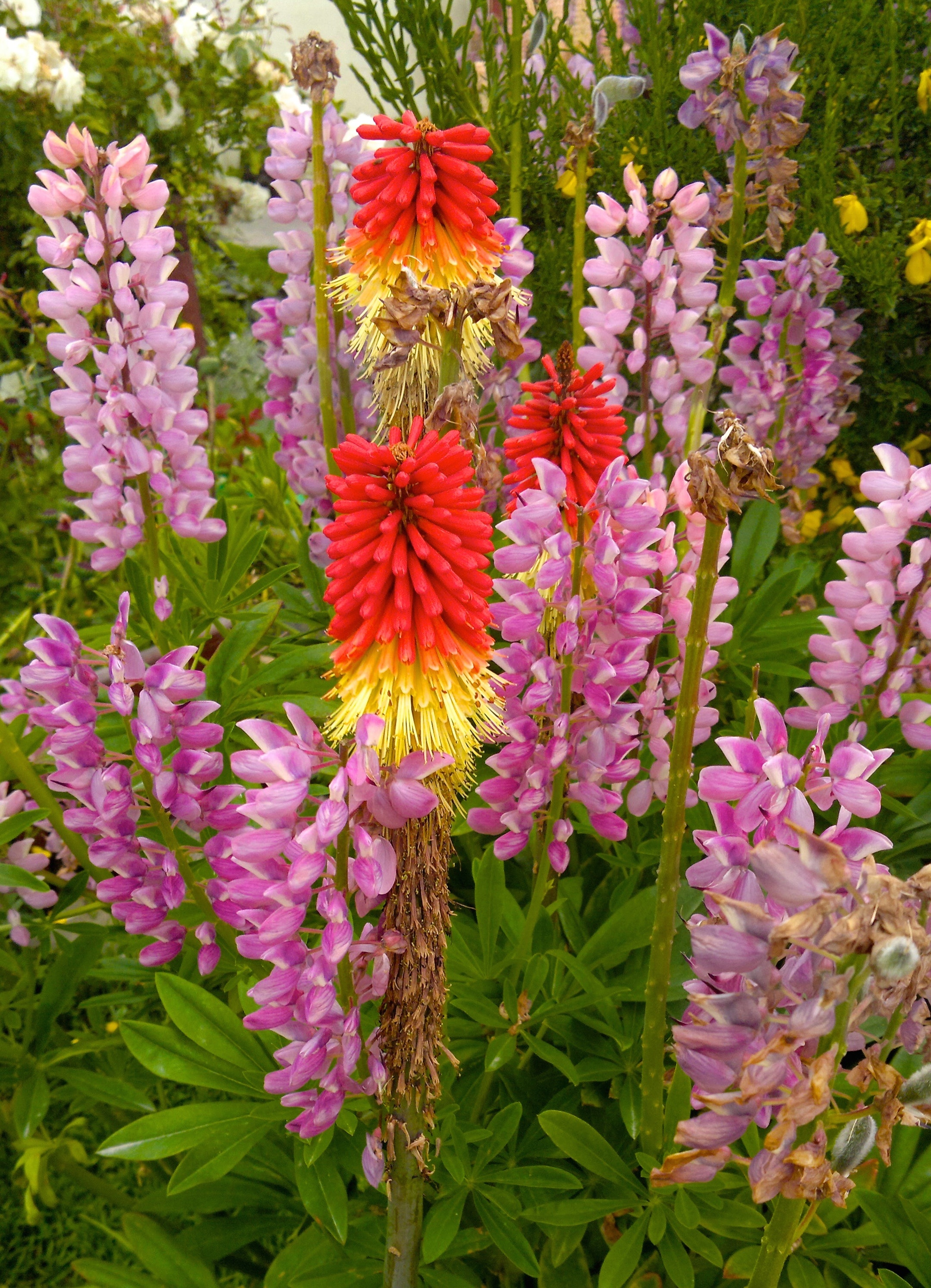 red yellow and pink flowers
