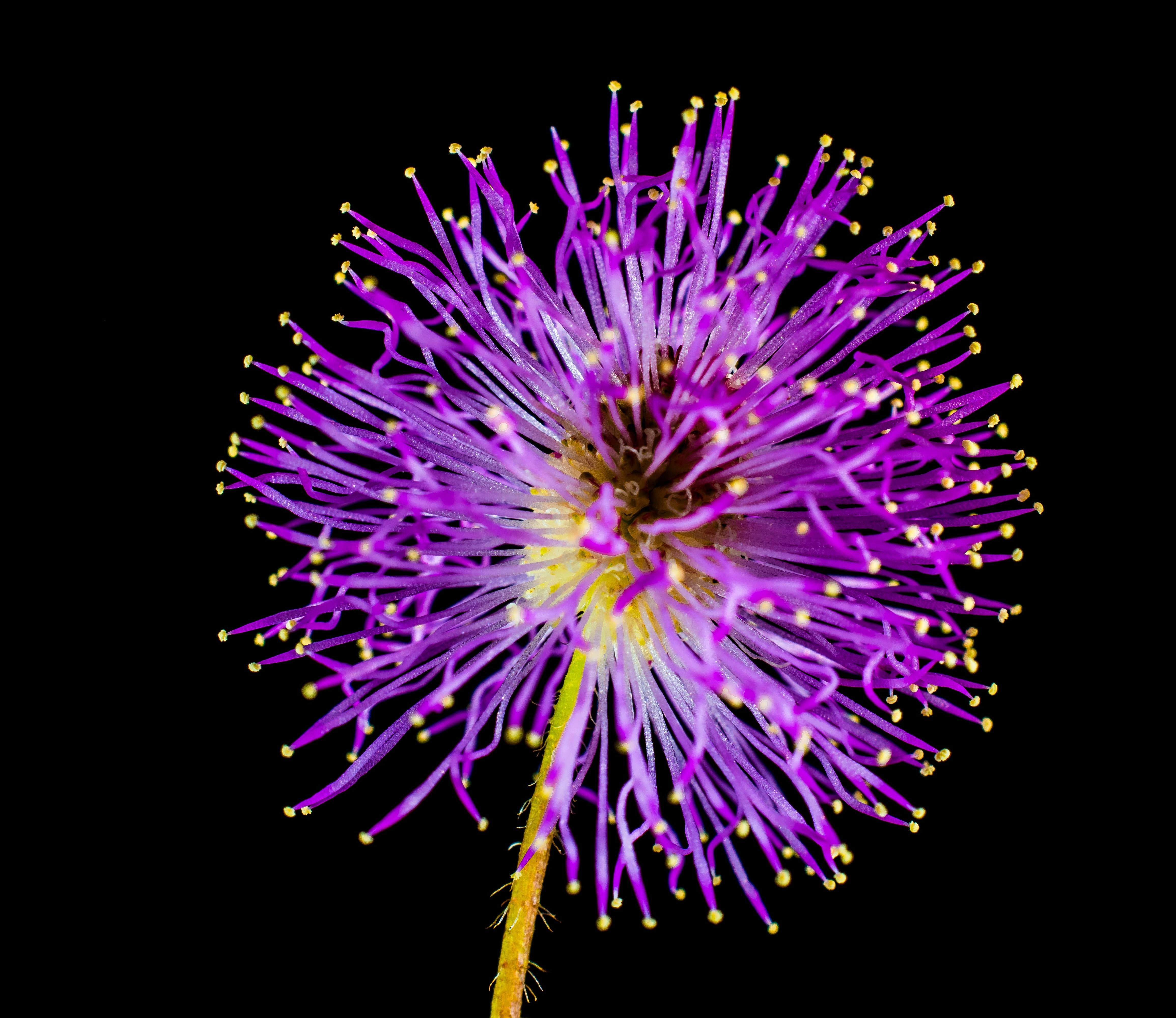 purple dandelion