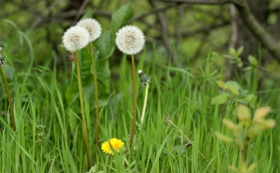 Stars, Dandelion, Green, Down, Plant, growth, nature preview