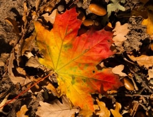 red and yellow maple leaf thumbnail