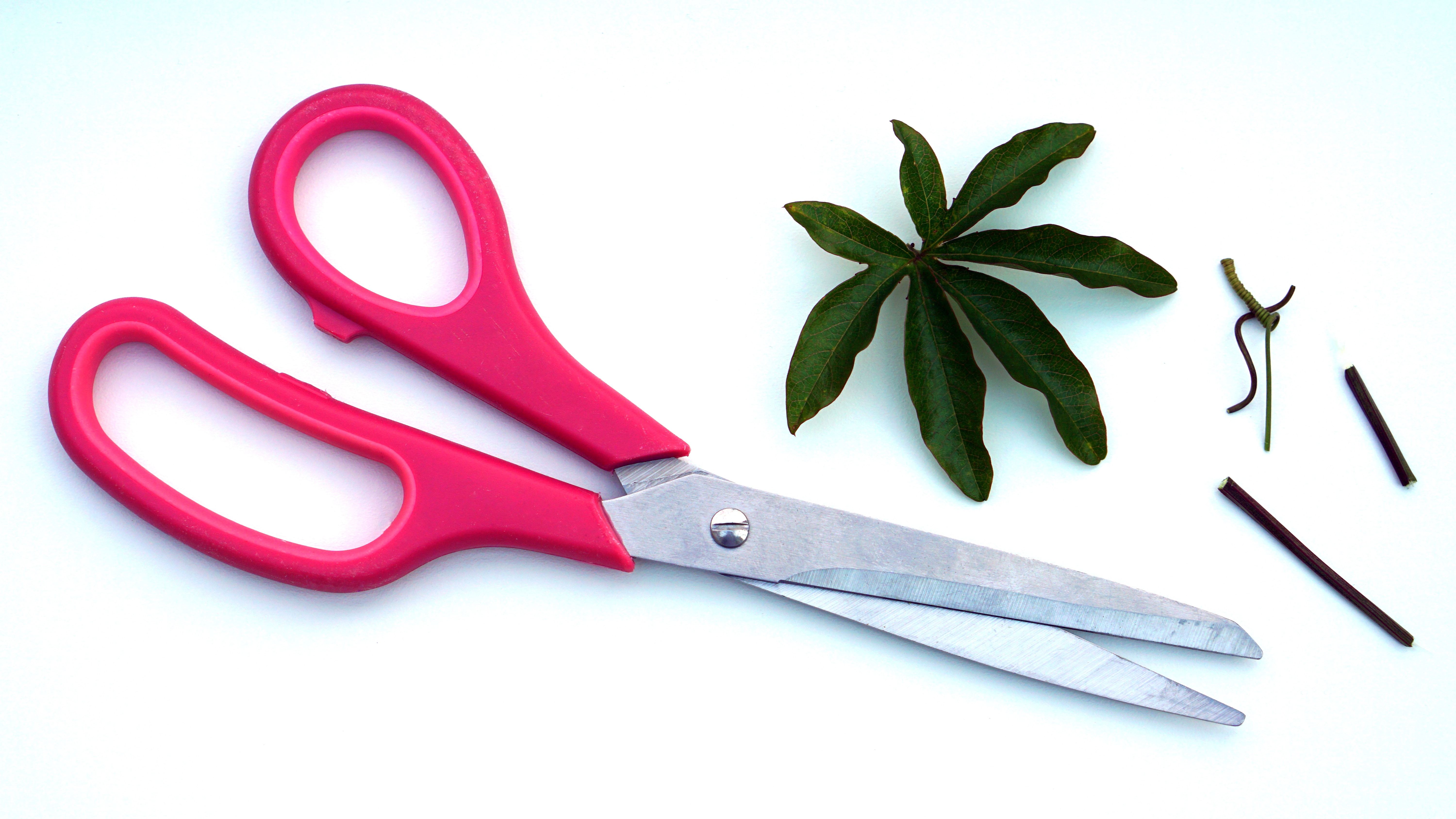 red scissors with green leaf