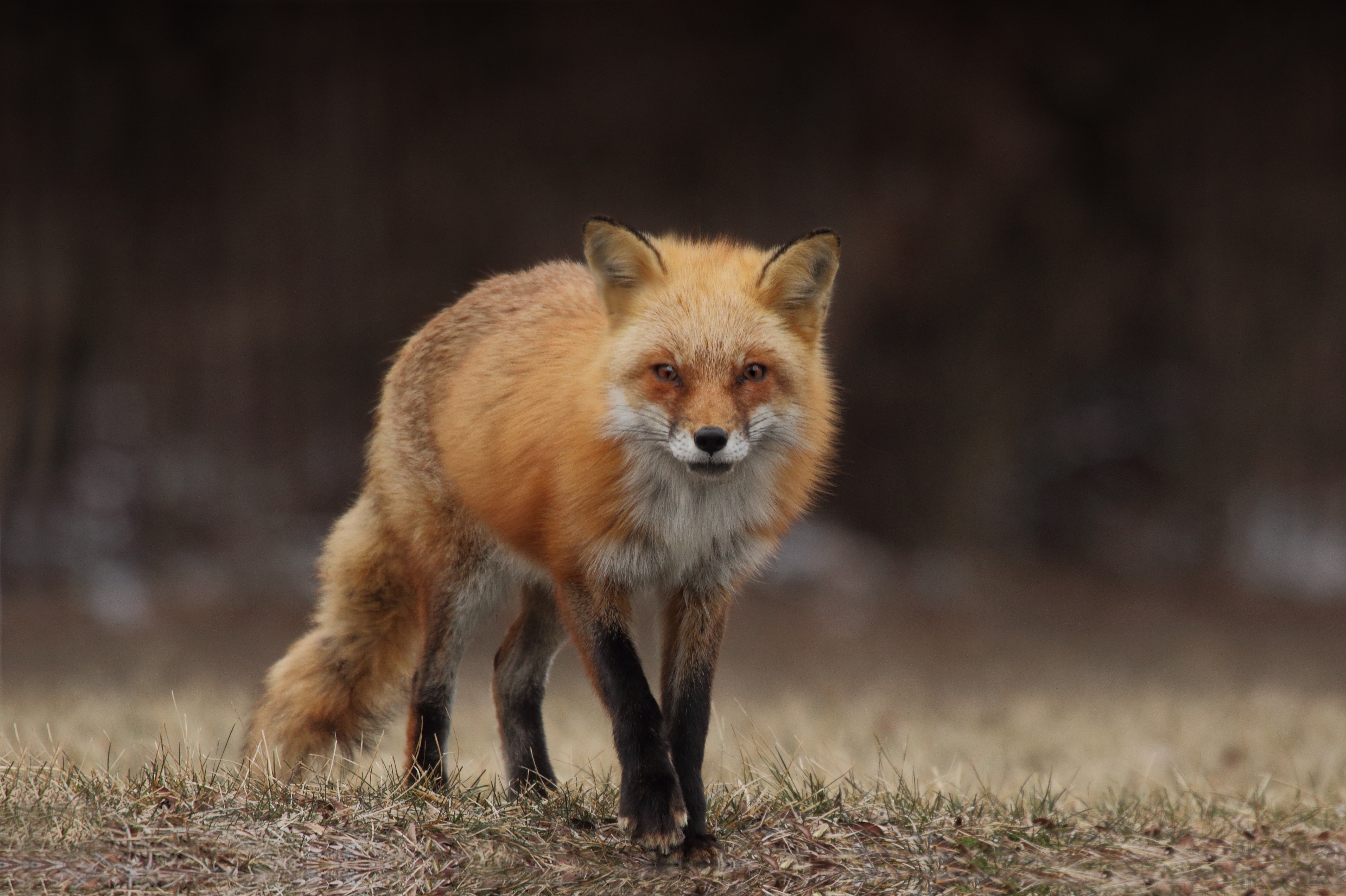 fox on grass field during daytime