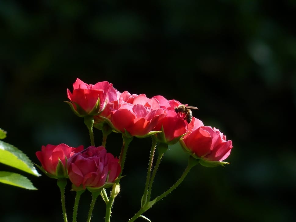 bee on pink flower in macro view lens preview