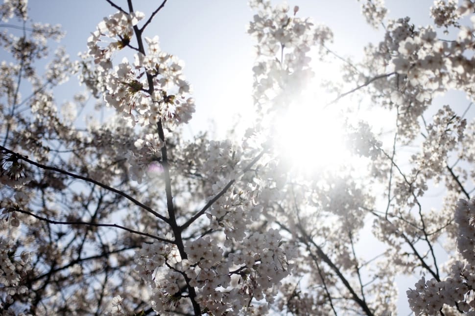white sakura tree preview
