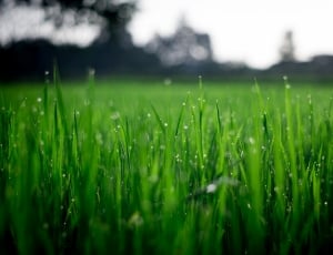 green lawn grass thumbnail