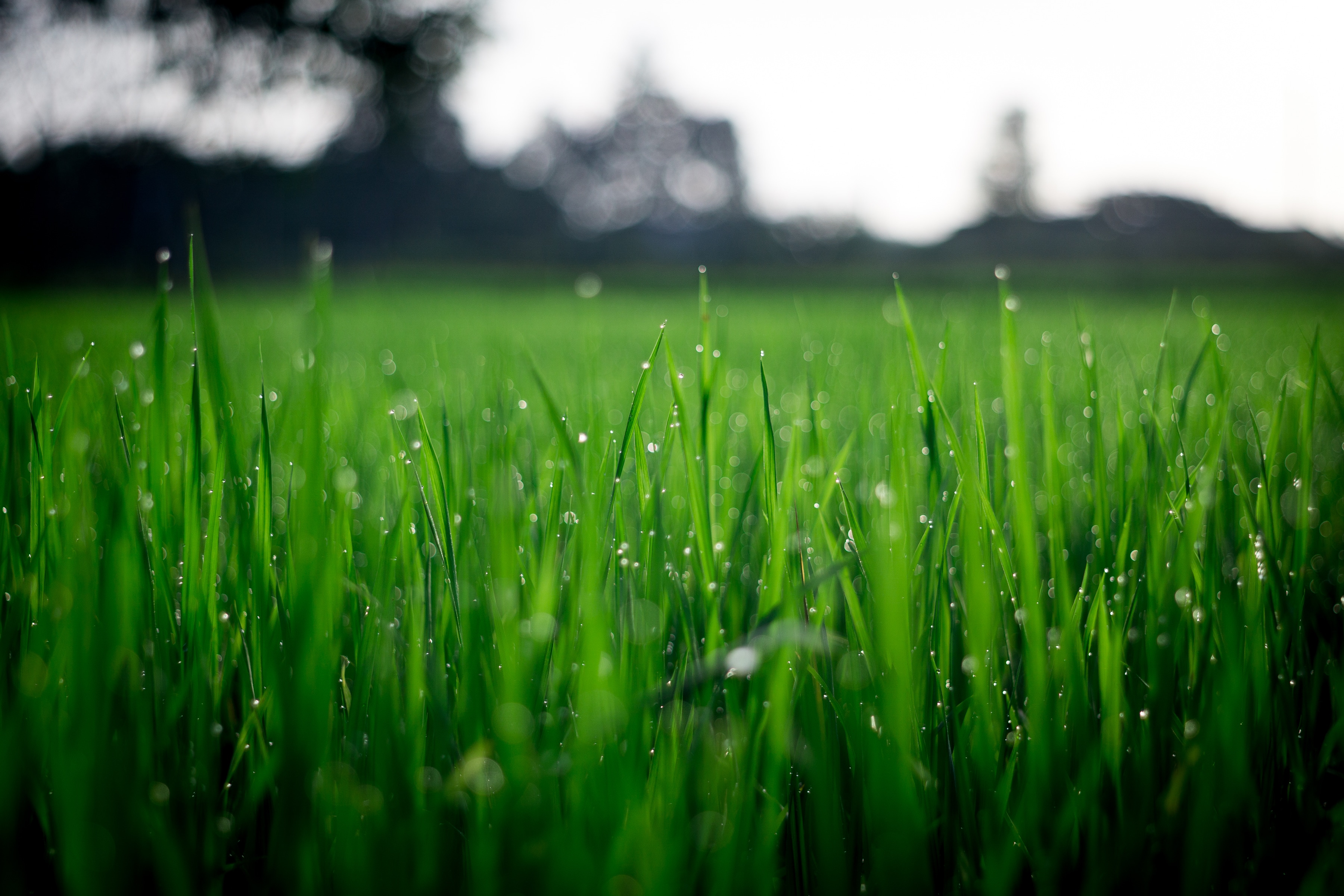 green lawn grass