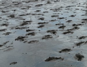 Wadden Sea, Traces, Mudflat Hiking, Hike, backgrounds, no people thumbnail