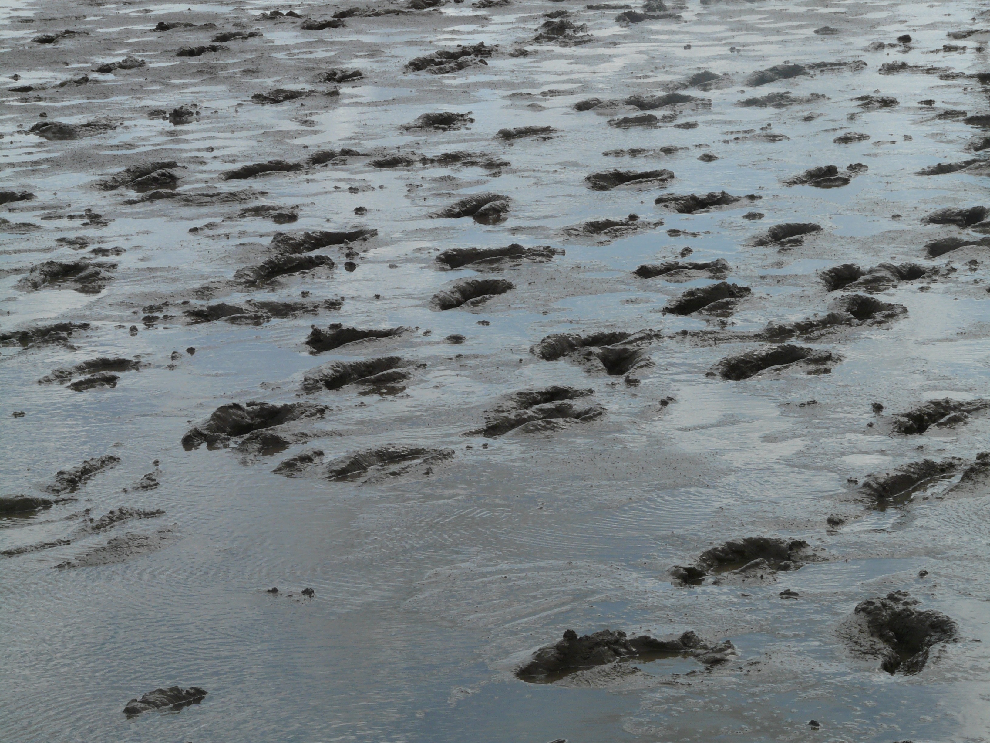 Wadden Sea, Traces, Mudflat Hiking, Hike, backgrounds, no people