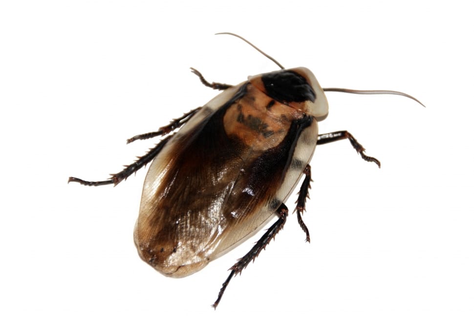 brown cockroach preview