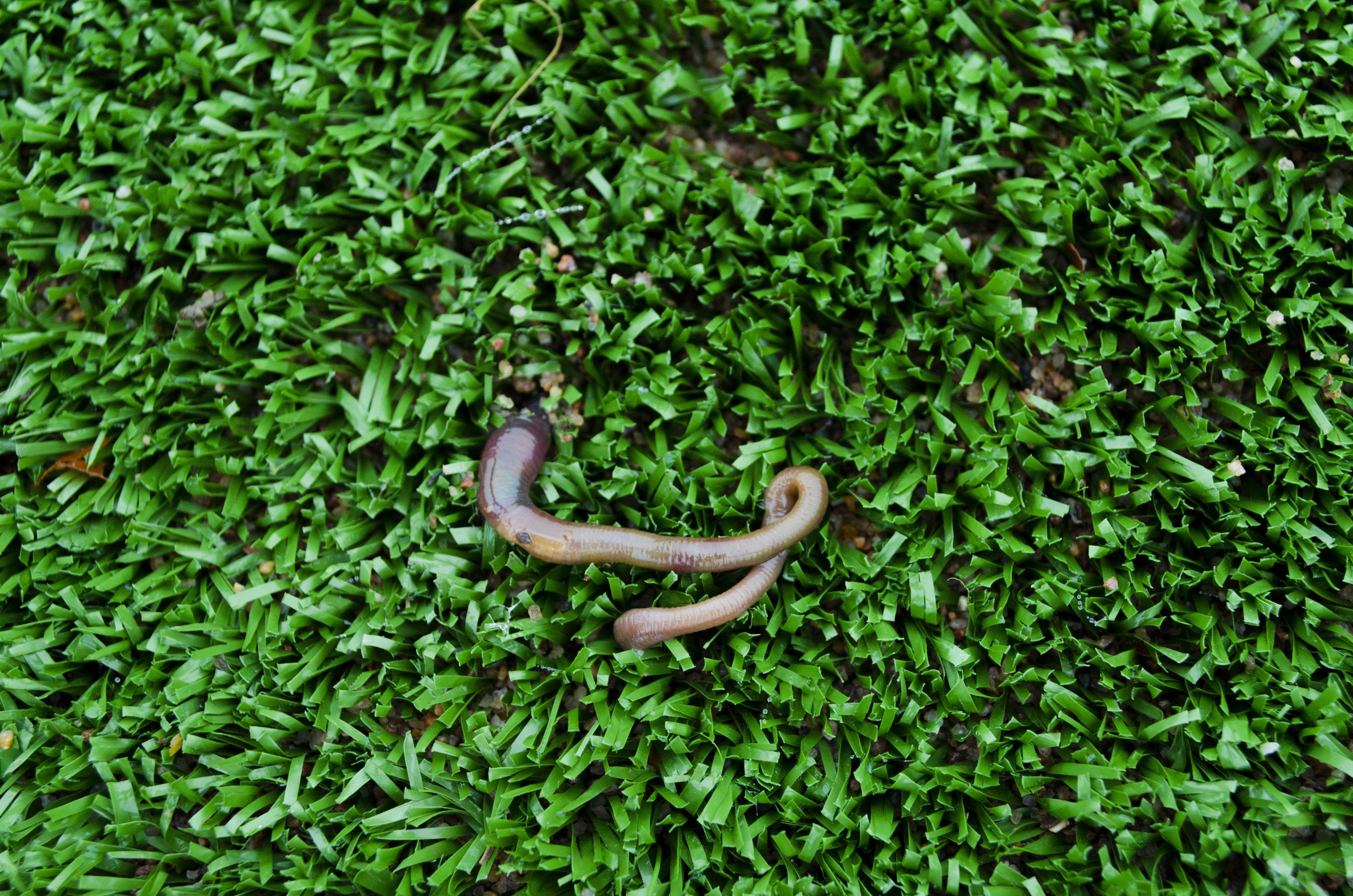 brown earthworm