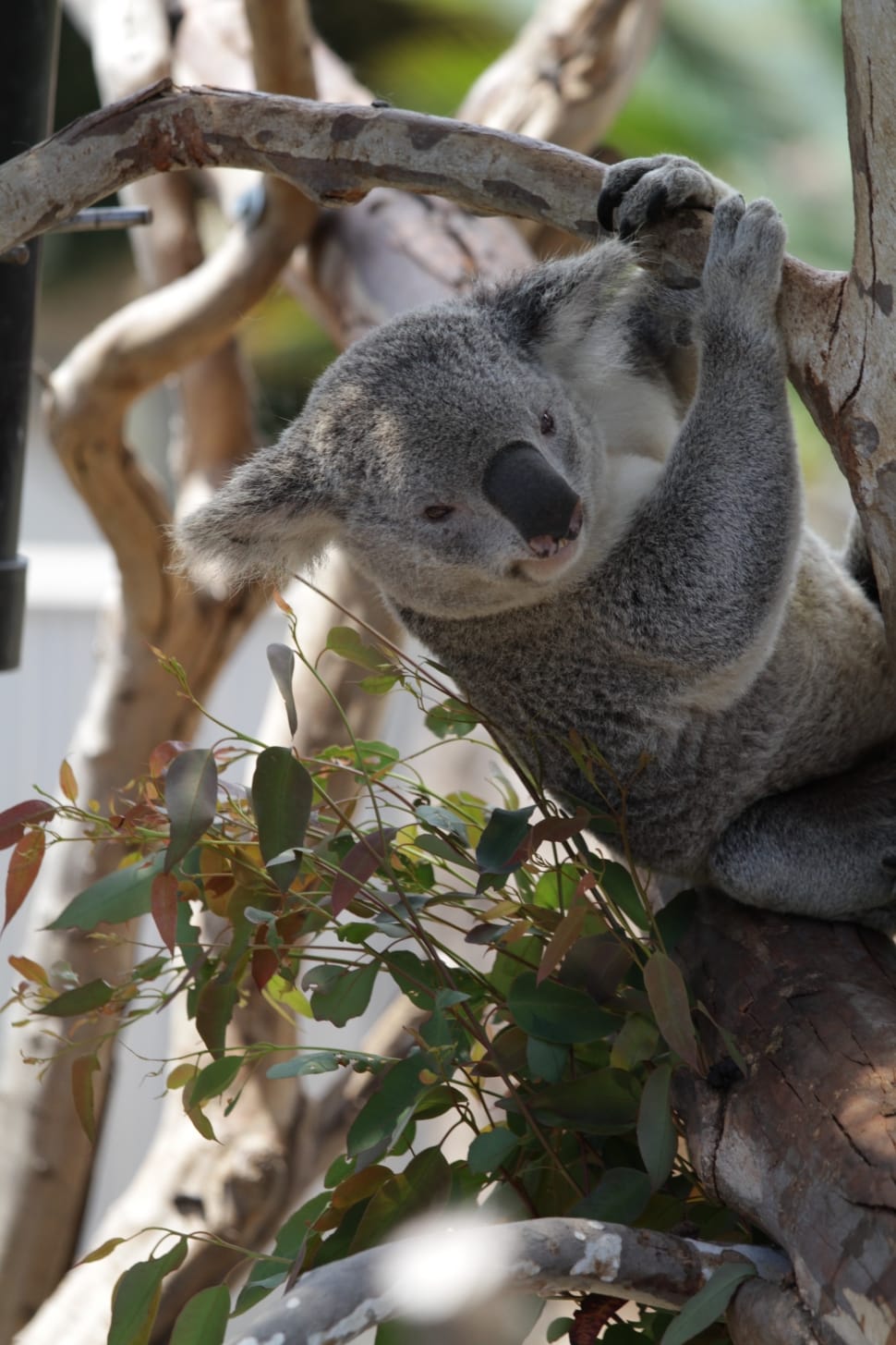 grey koala preview