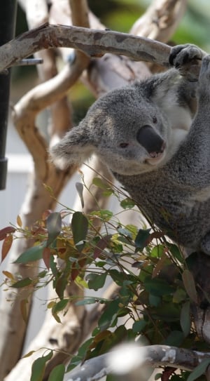 grey koala thumbnail