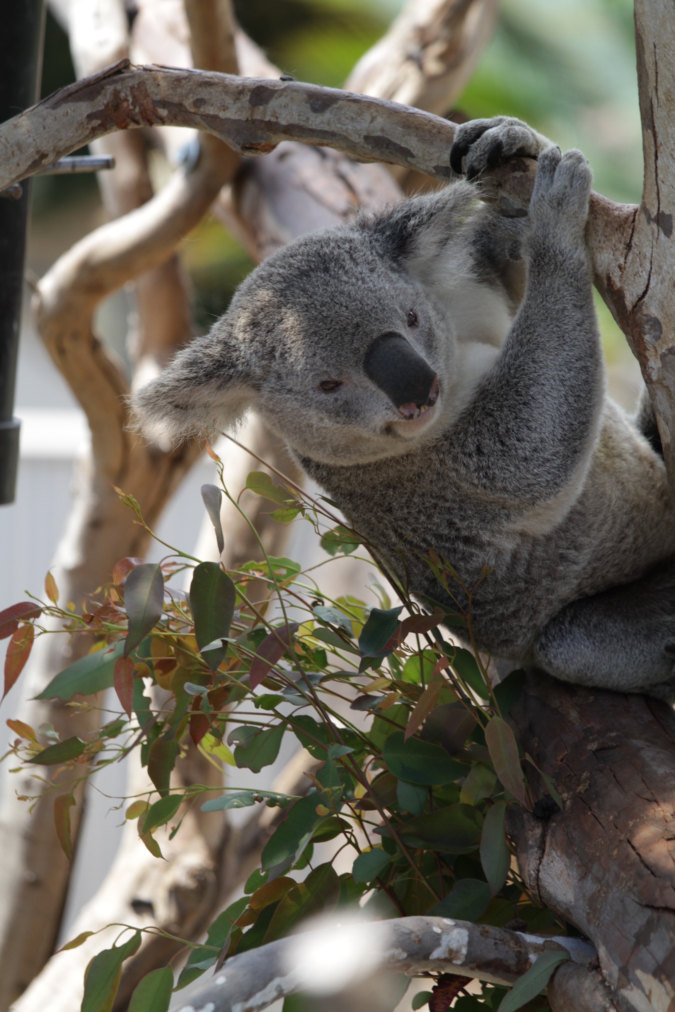grey koala