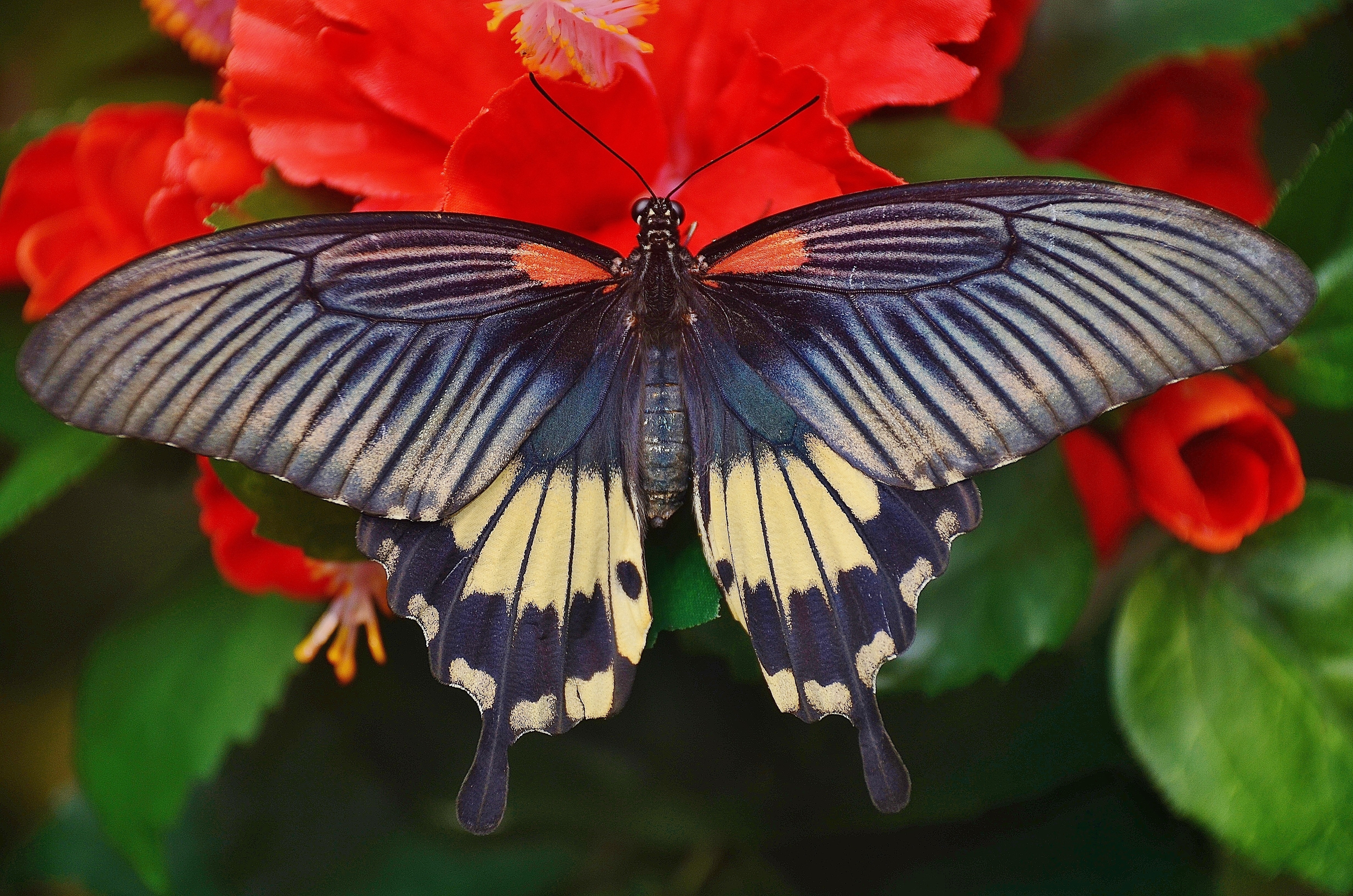 Цветок красные бабочки. Парусник Румянцева (Papilio Rumanzovia). Махаон Маака бабочка. Бабочка парусник Великий мормон. Бабочка парусник Улисс.