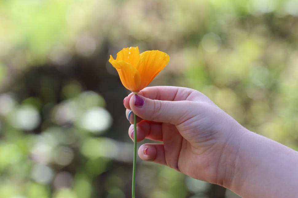 person holding orange petaled flower preview