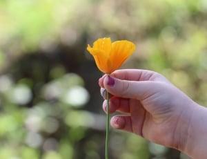 person holding orange petaled flower thumbnail