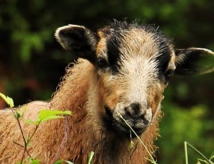 Lamb, Young Animal, Cute, Animals, Sheep, one animal, focus on foreground thumbnail