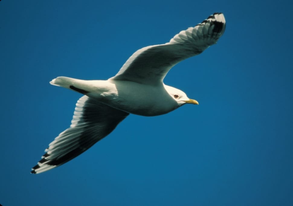 white albatross preview