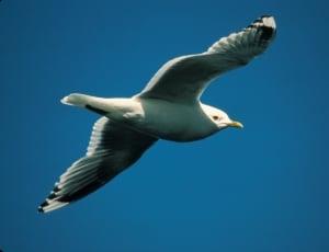 white albatross thumbnail