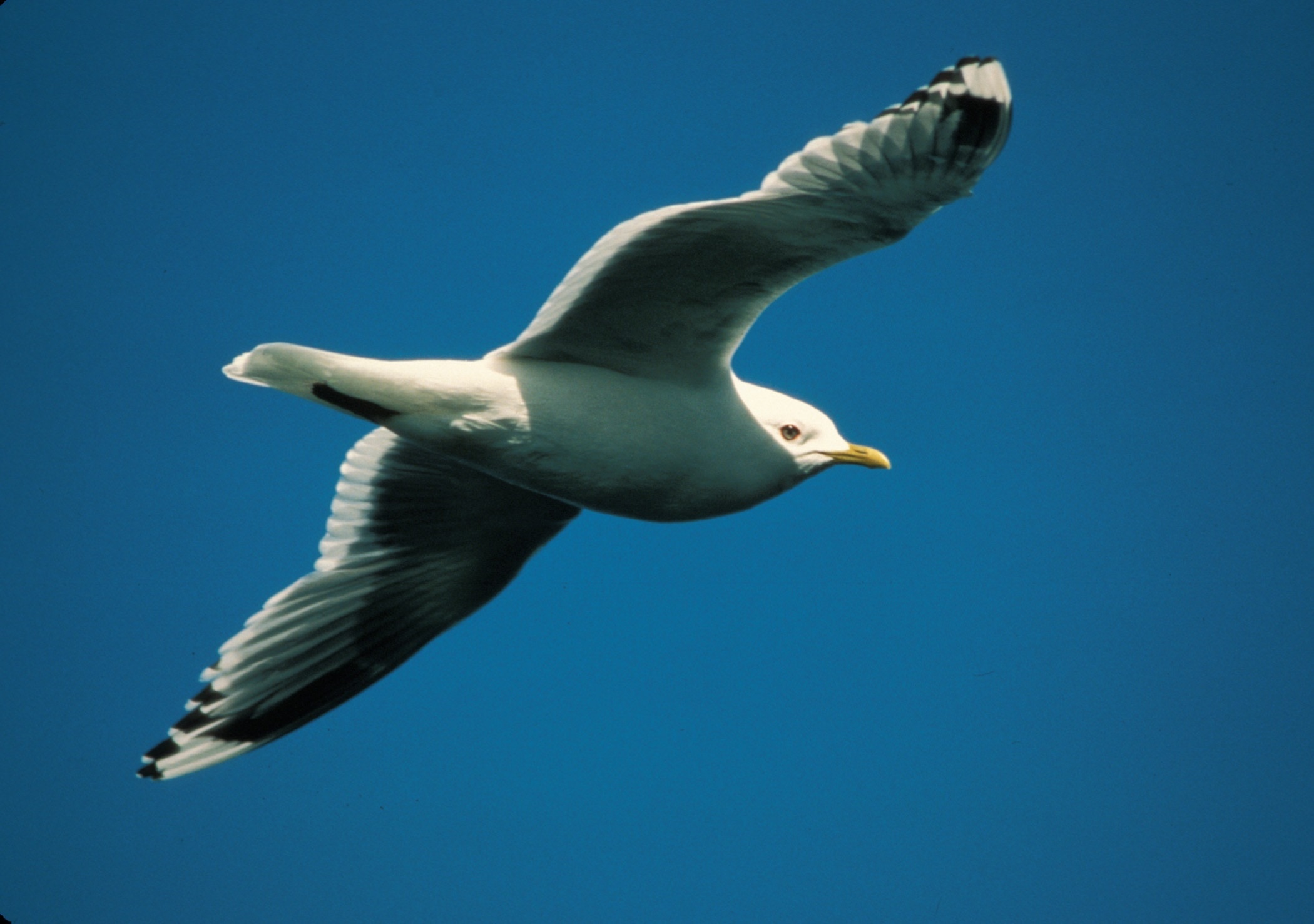 white albatross