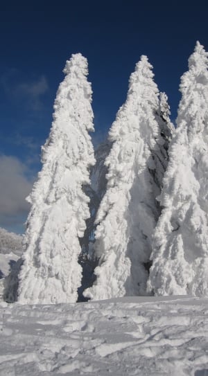 white frozen tree thumbnail