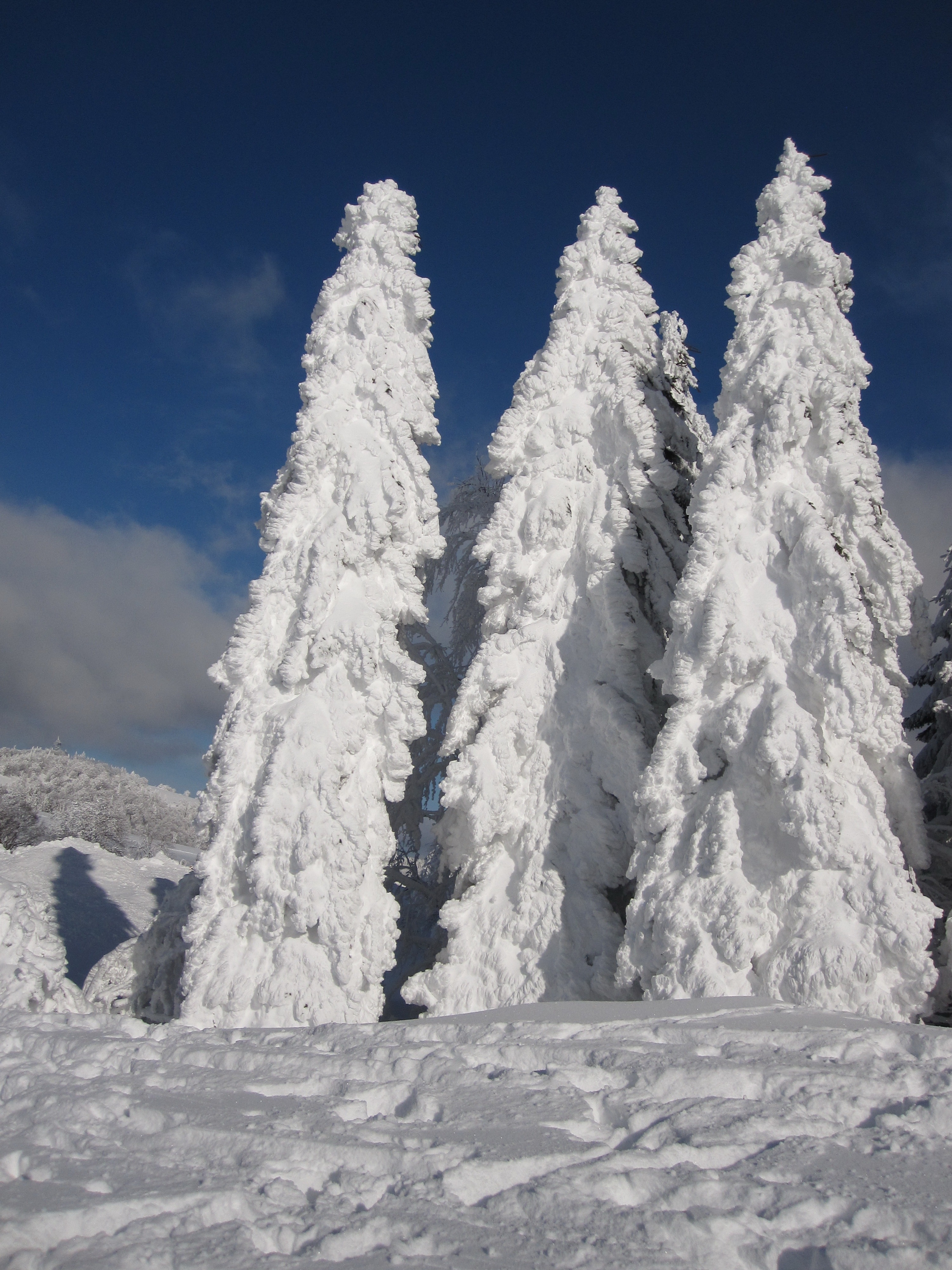 white frozen tree