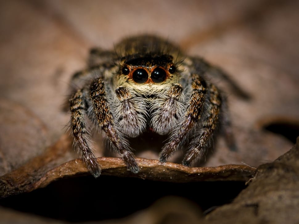 brown and black jumping spider preview