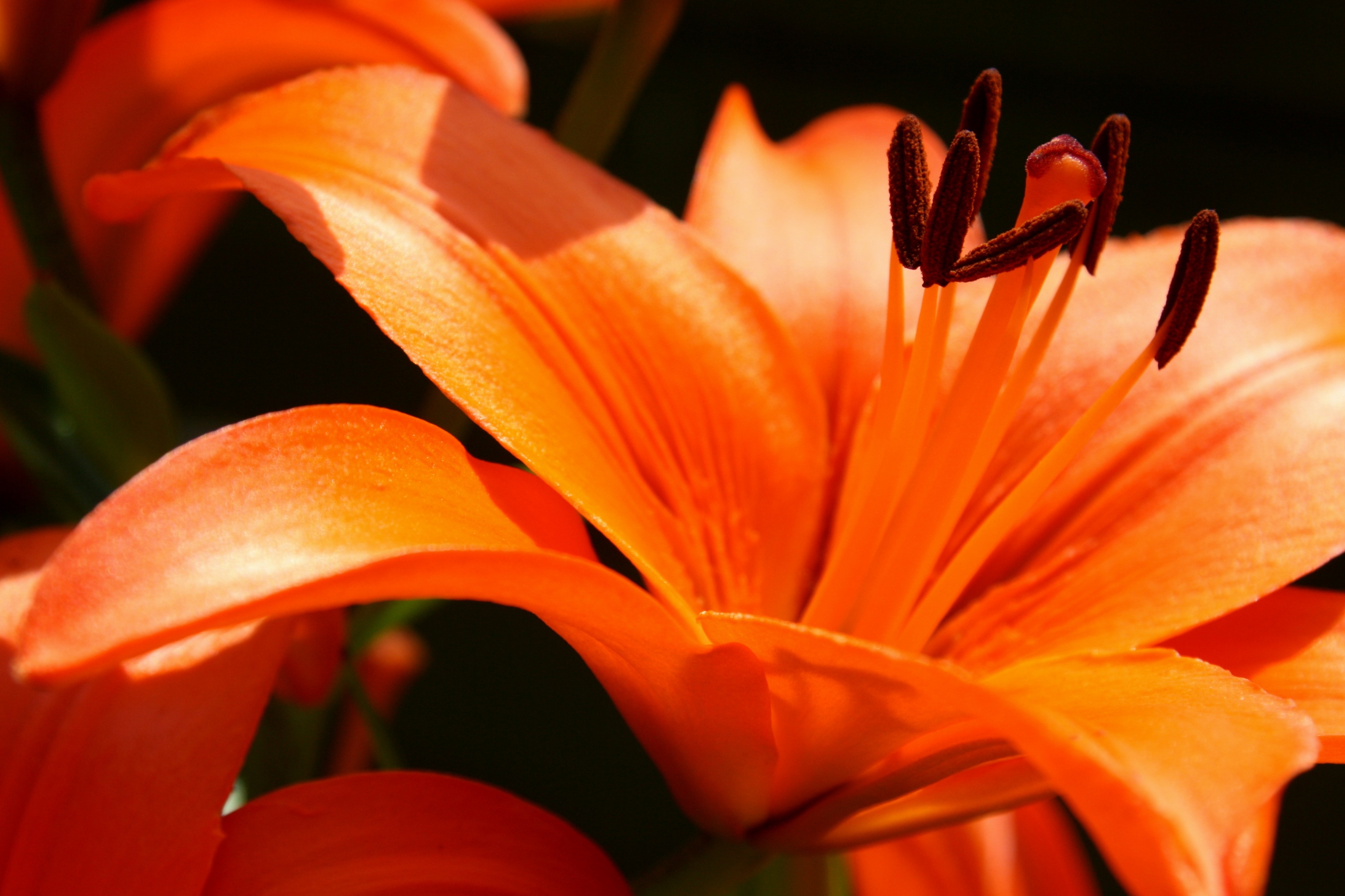 Лилии оранжевого цвета