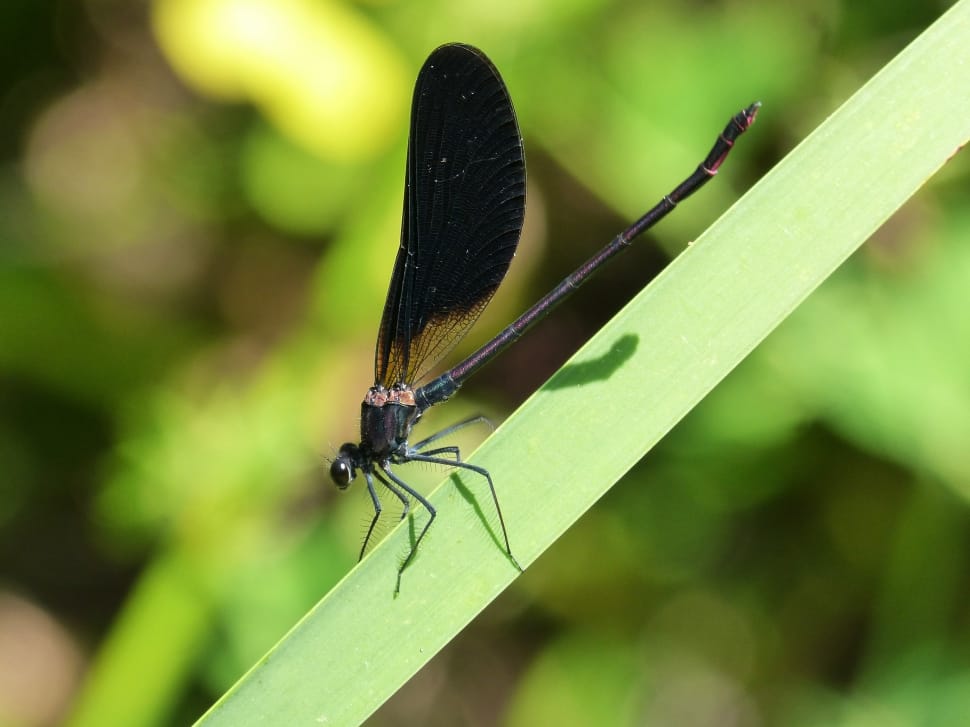 banded demoiselle preview